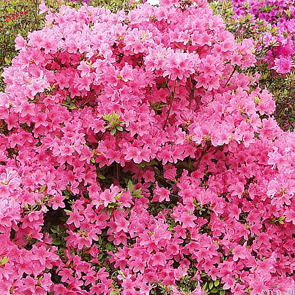 2 x Azalée Japonaise rose - Azalea japonica- 25-30 cm pot