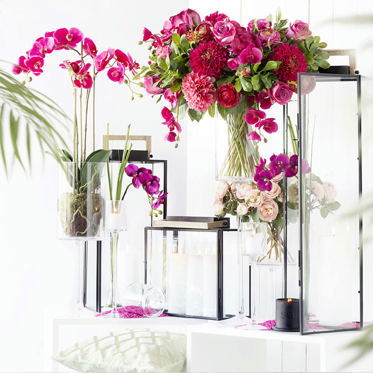 FOREVER - Orchidée Phalaenopsis Forever H100cm