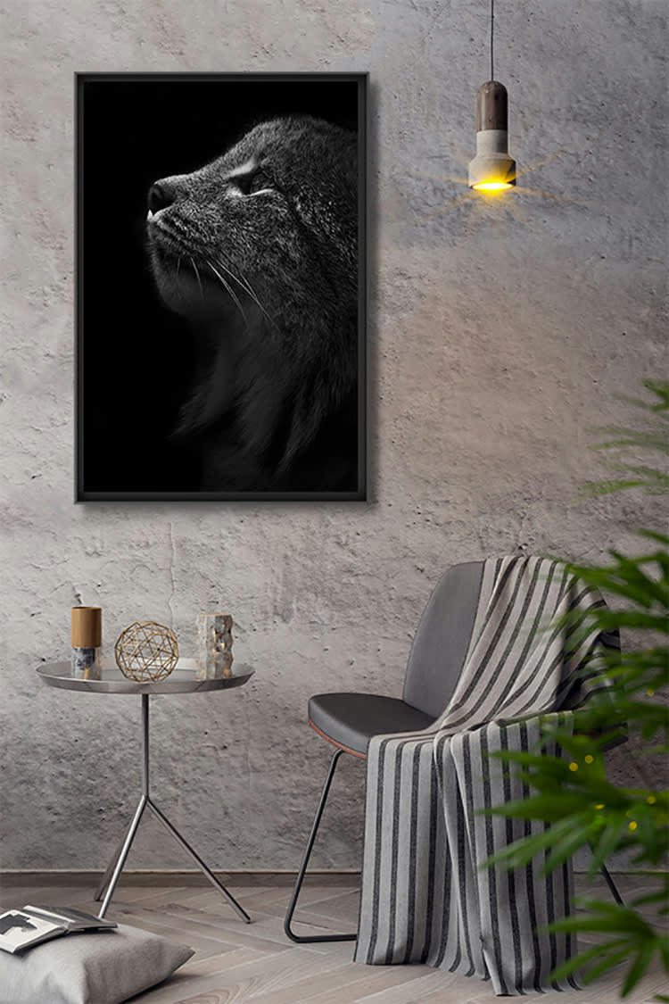 LYNX - Photographie d'art de Guillaume Mordacq  40x60 cm sur plexi