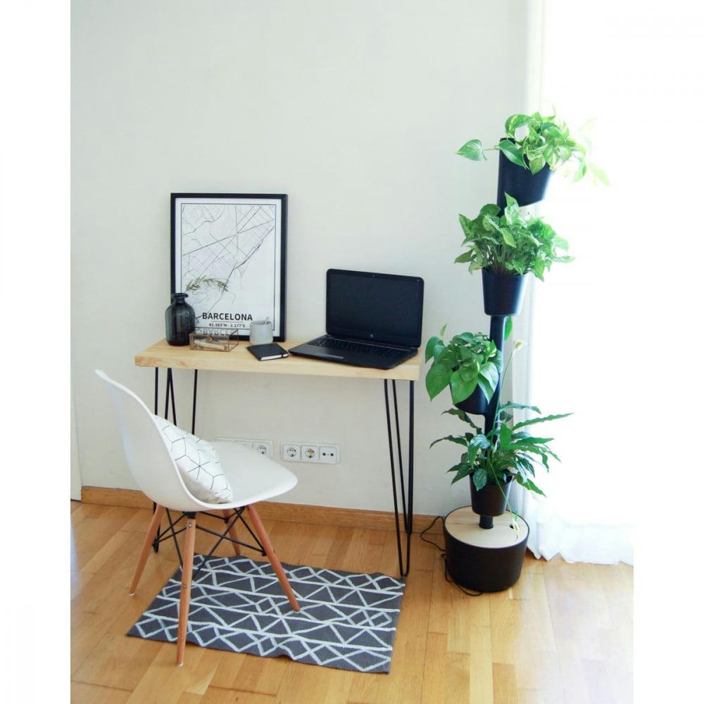 - Jardin d'intérieur avec 4 plantes placides bleues et arrosage auto