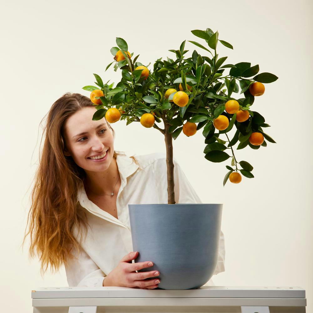 - Plante d'intérieur- Calamondin 75 cm en pot bleu gris