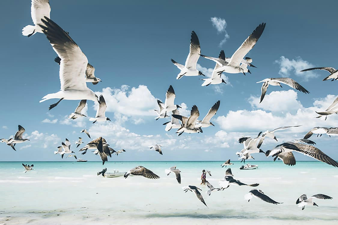 ENVOL - Photographie d'art des BestJobers 60x90 cm sur alu