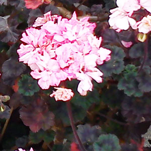 Zonalpelargon 'Dallimore'