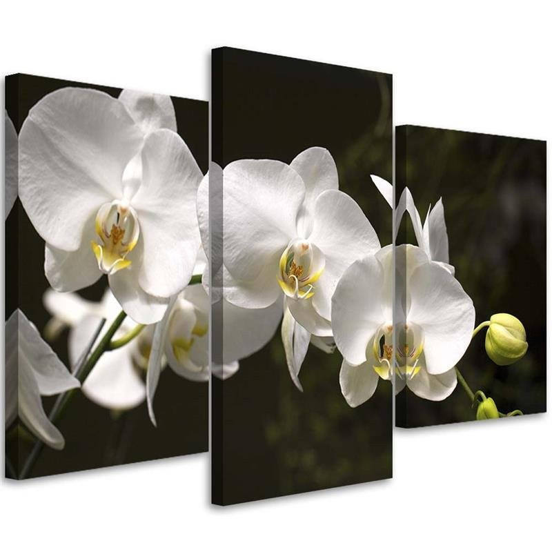 Feeby Obraz tryptyk na płótnie orchidea na czarnym tle 60x40