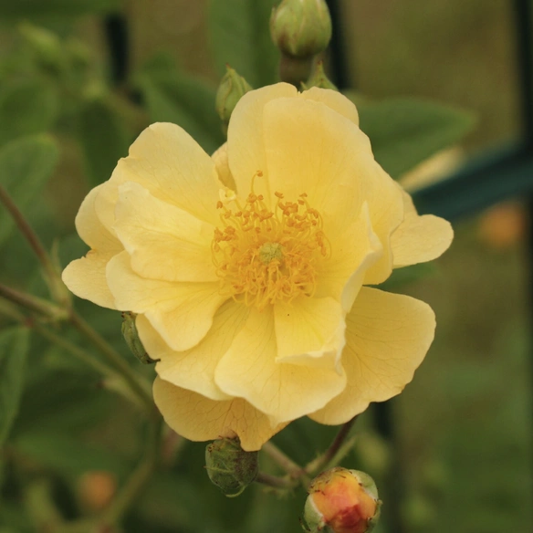 Kletterrose, Rosa »‘Sunny‘ Siluetta®«, Blütenfarbe: goldgelb