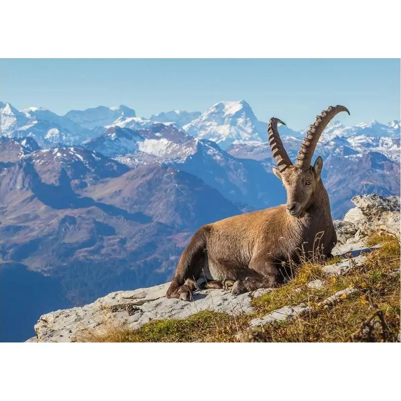 Puzzle Steinbock im Toggenburg