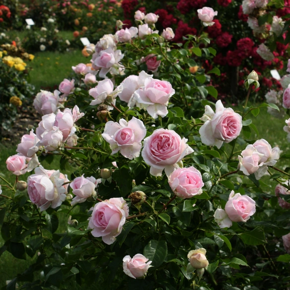Strauchrose, Rosa »Wellenspiel®«, Blüte: rosa, gefüllt