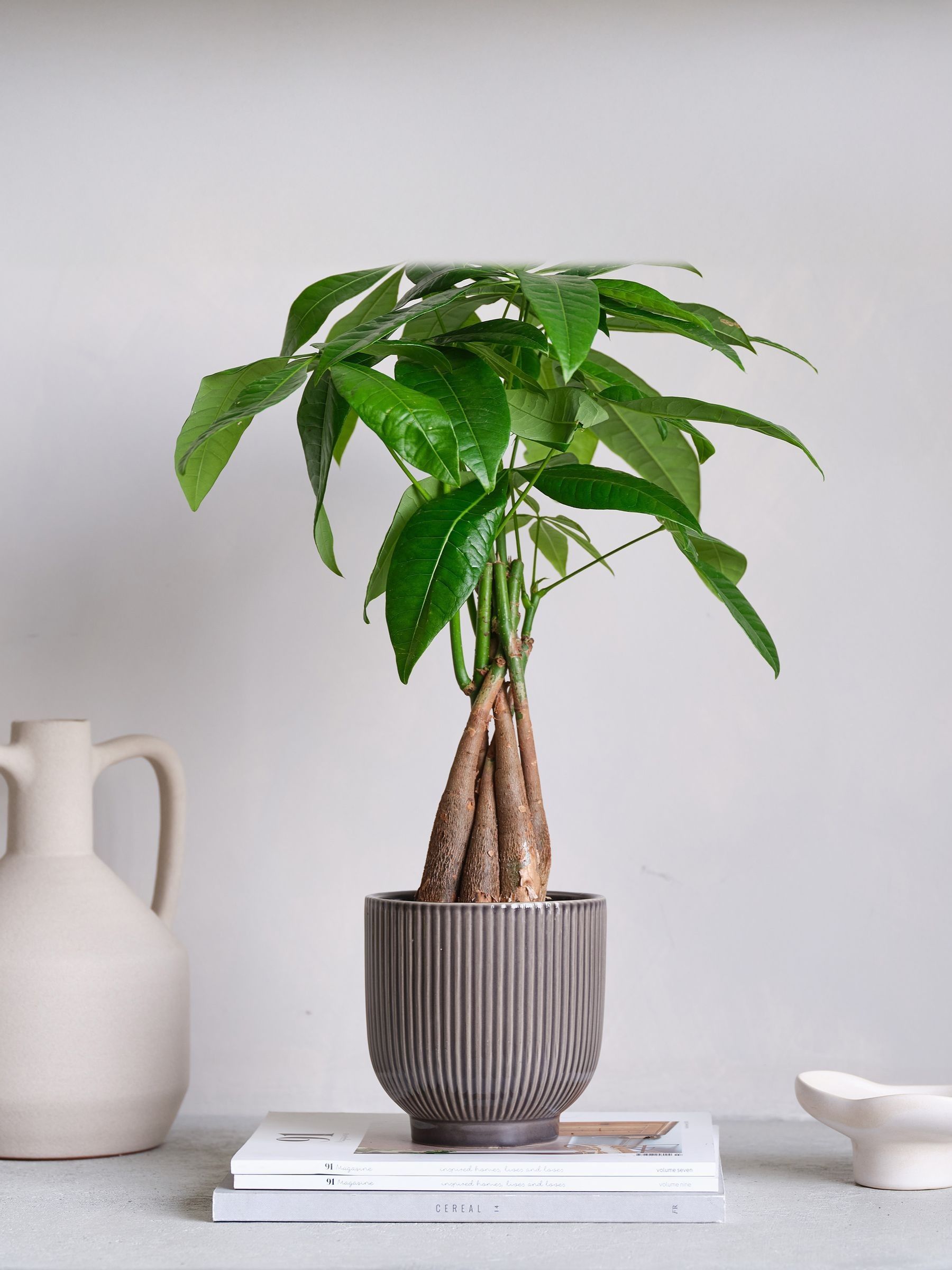 Beards & Daisies Grey Real Money Tree in Ribbed Pot