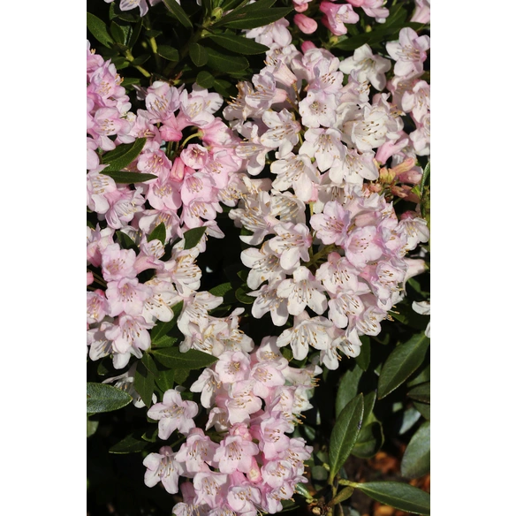 Rhododendron 'Bloombux', , rosa/pink, Höhe: 40 - 45 cm