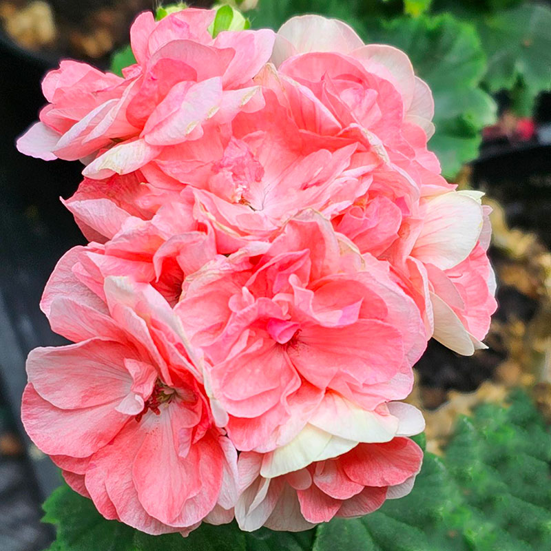 Zonalpelargon 'Astrid'