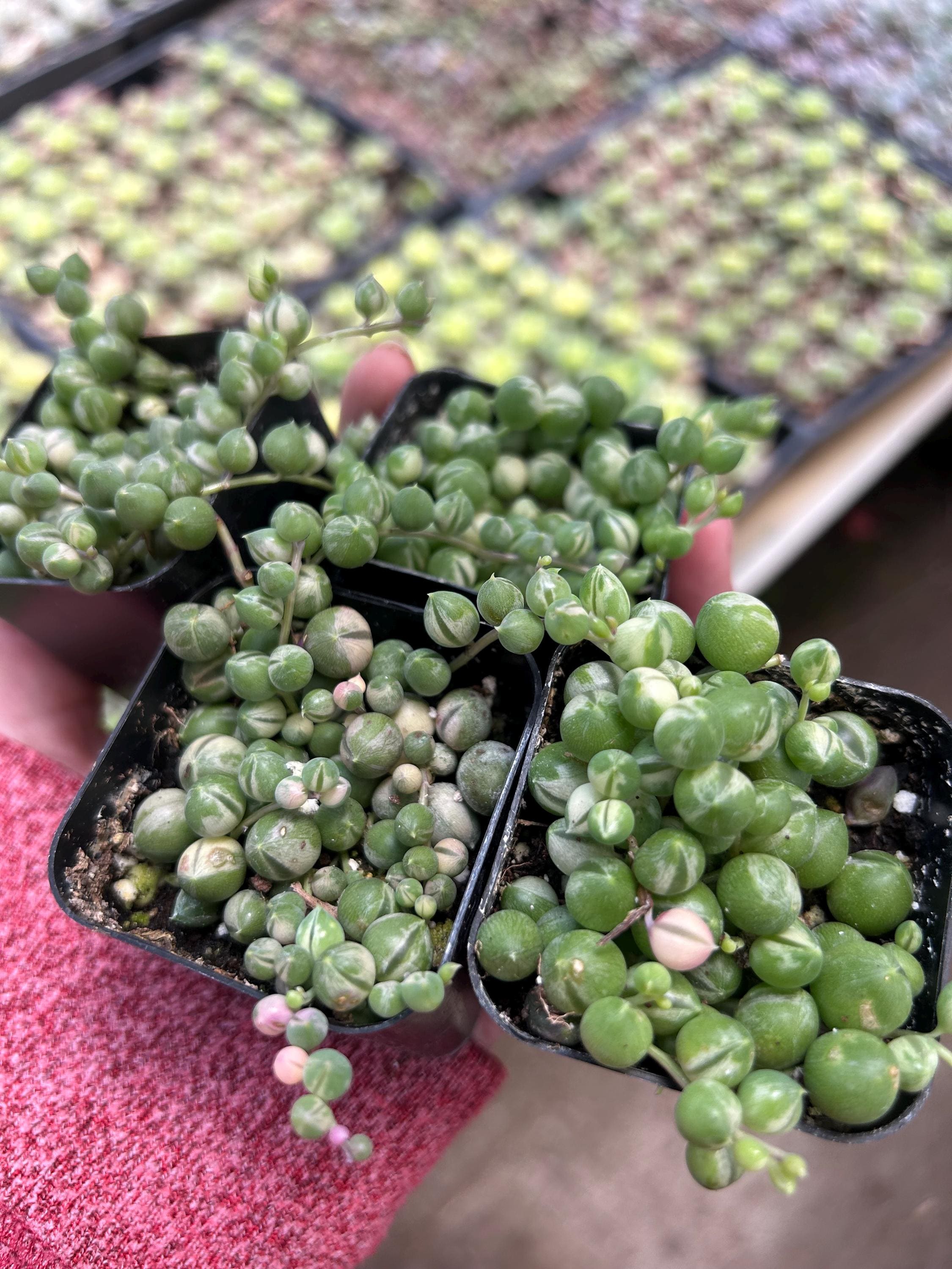 Variegated String of pearls rare senecio Rowleyanus 2” 4” 10” living plant