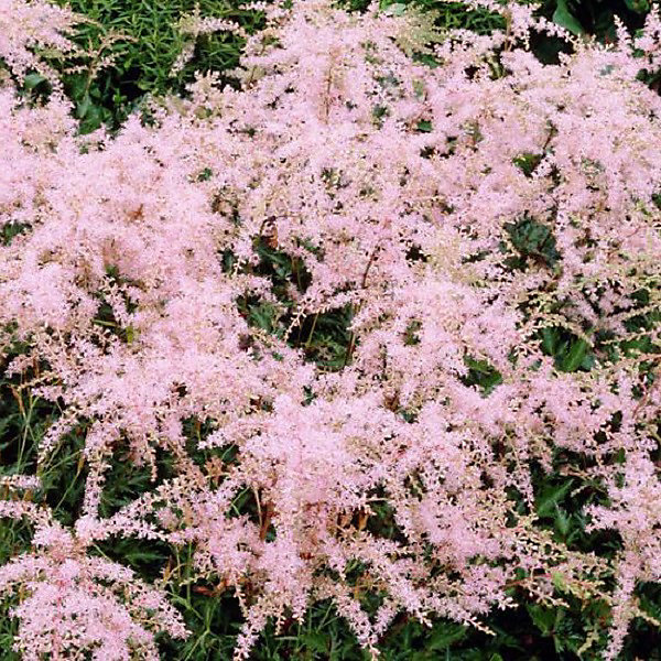 6 x Astilbe à feuilles simples - Astilbe simplicifolia 'Sprite'- godet 9cm x 9cm