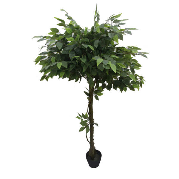 63" Glossy Banyan