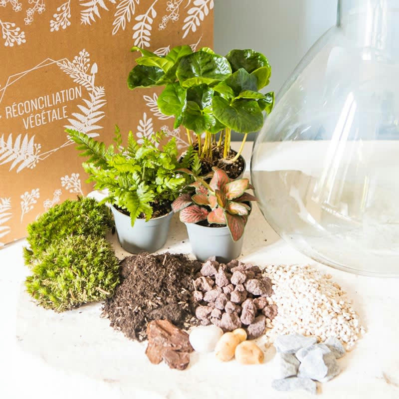 DIY - Kit pour terrarium 3 plantes coffea, fougère et fittonia rouge
