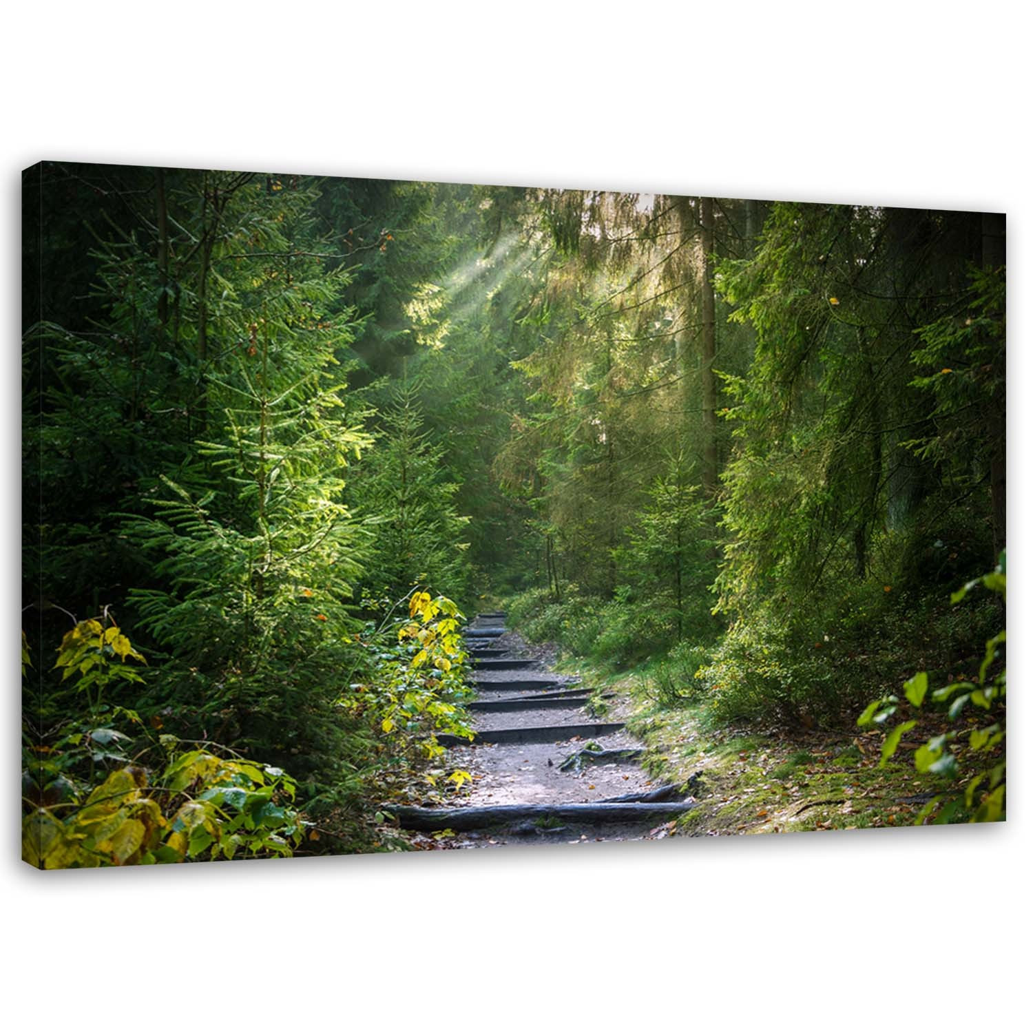 Feeby Obraz na płótnie Ścieżka w zielonym lesie 60x40