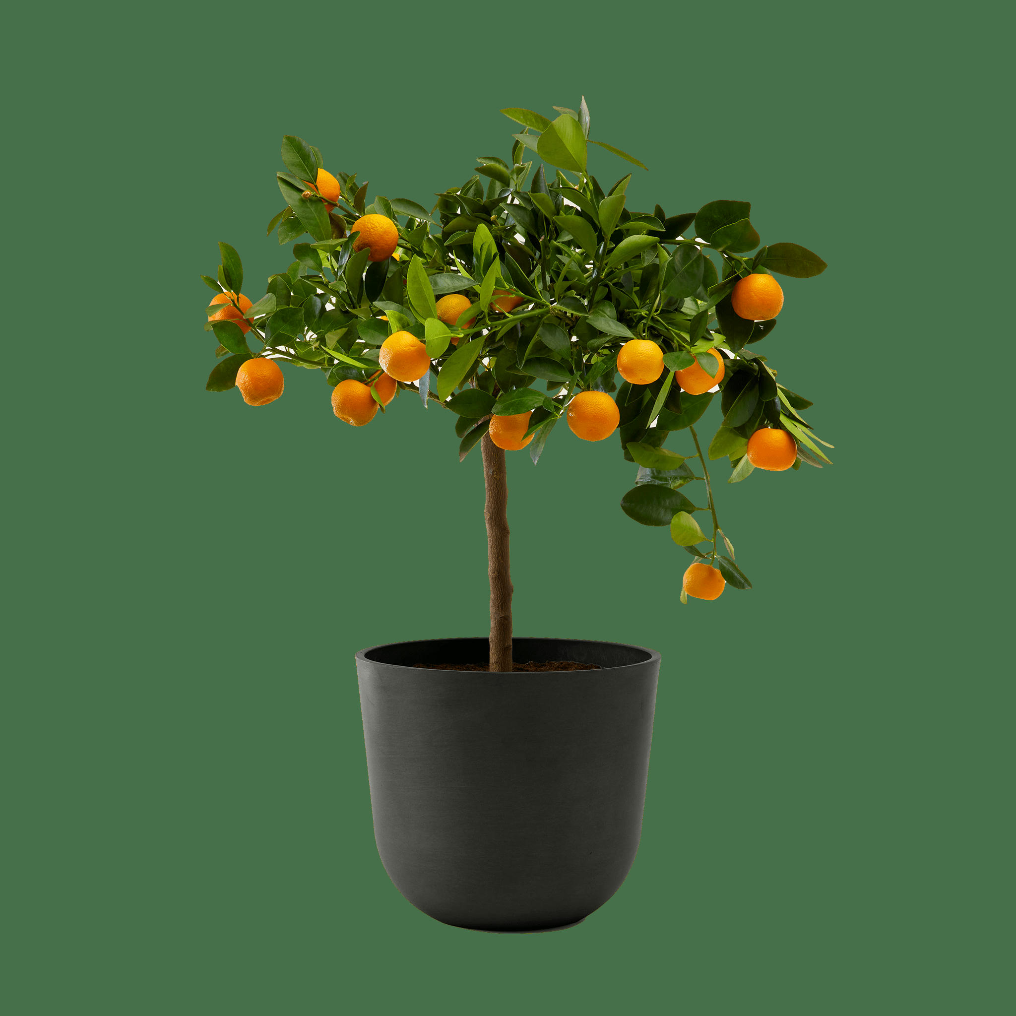- Plante d'intérieur- Calamondin 75 cm en pot noir
