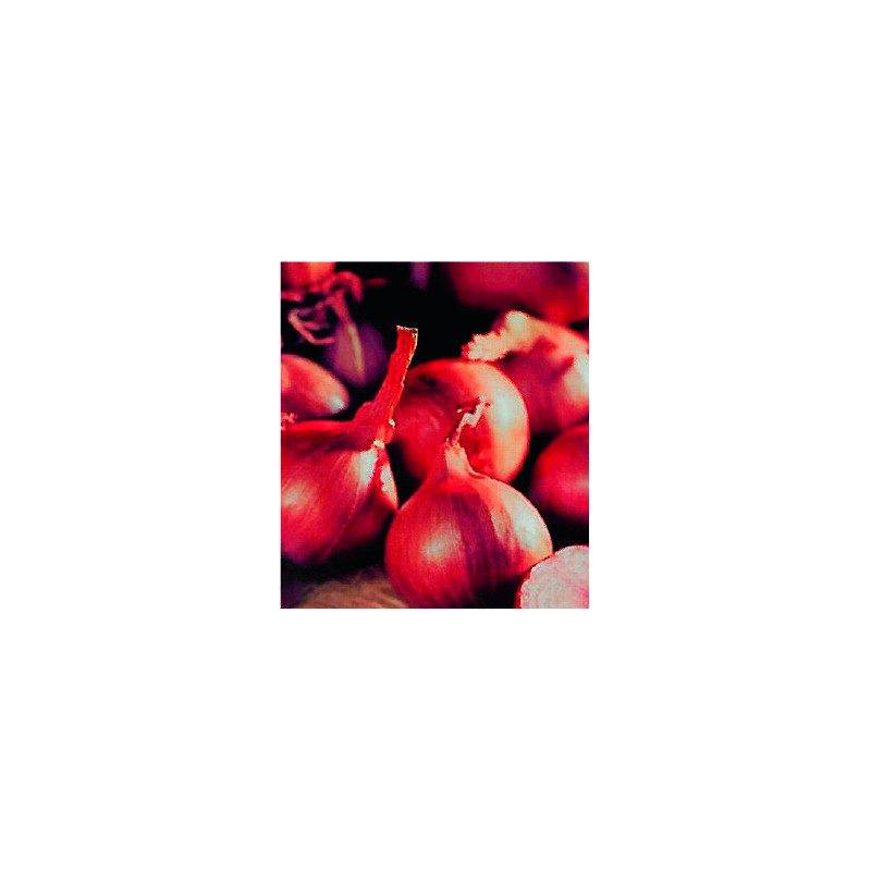 Bulbes d'échalotes Red Sun 1 kg VILMORIN