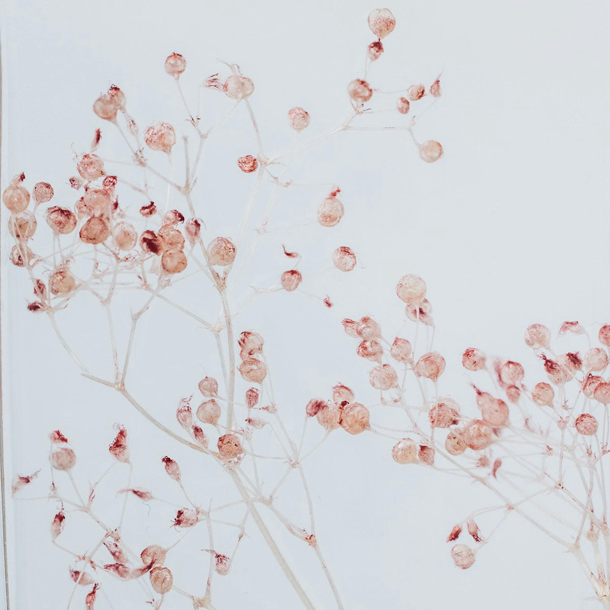 HERBARIUM DE THEOPHILE - Plante immergée Gypsophile rose