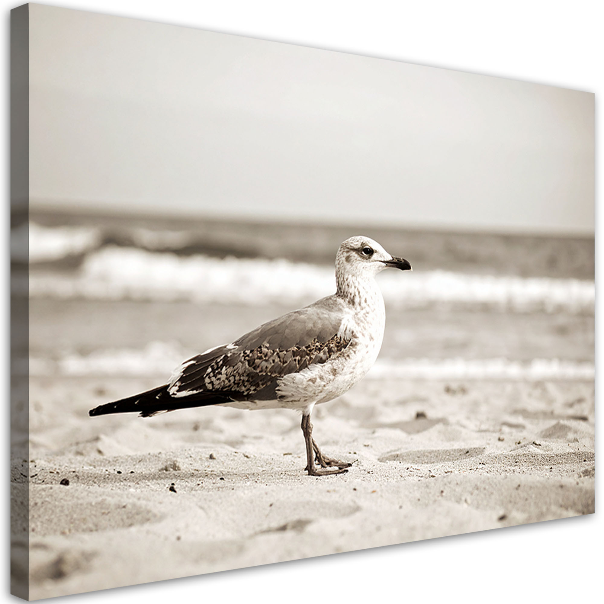 Obraz do salonu kuchni biura, Mewa ptak morze plaża natura 30x20