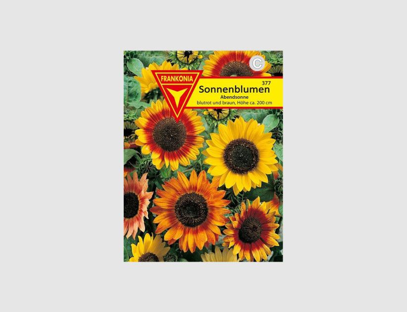 Sonnenblumen Abendsonne Rot