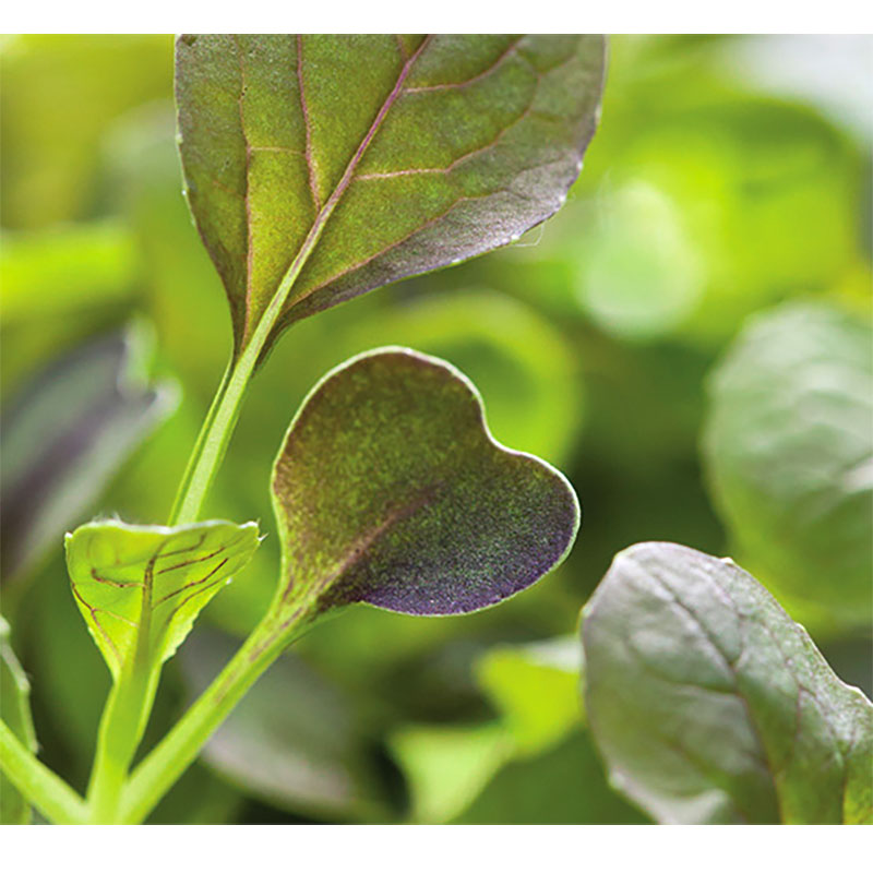 Micro leaf, Pak Choi 'Red Wizard'