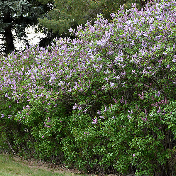 2 x Lilas commun 'Katherine Havemeyer' - Syringa vulgaris 'Katherine Havemeyer'- 40-60 cm pot