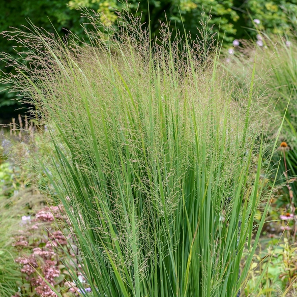 Pflanze, »Northwind«, H: 20-120 cm, 1 Stück