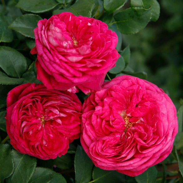 Beetrose, Rosa »Freifrau Caroline®«, Blüte: rosa/pink, gefüllt