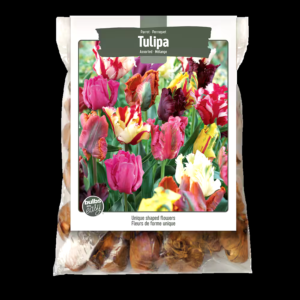 Bulbs Are Easy, Tulip Bulbs, Parrot, Assorted Varieties, For Your Home Garden