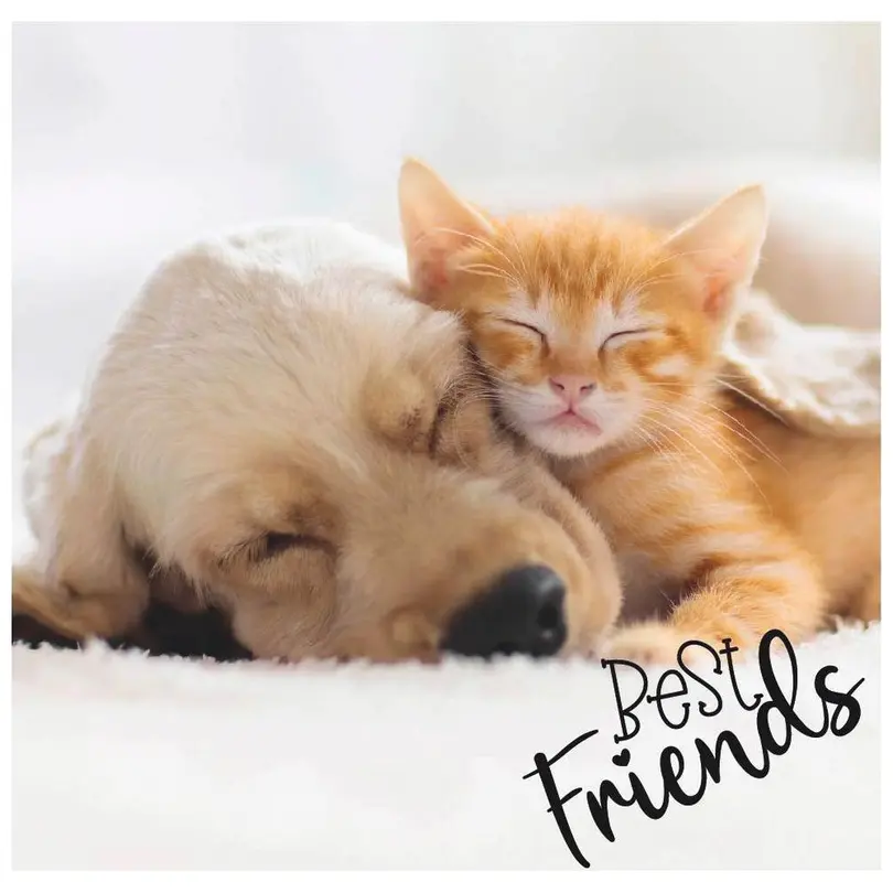 Serviette 20er-Set Dog & Cat