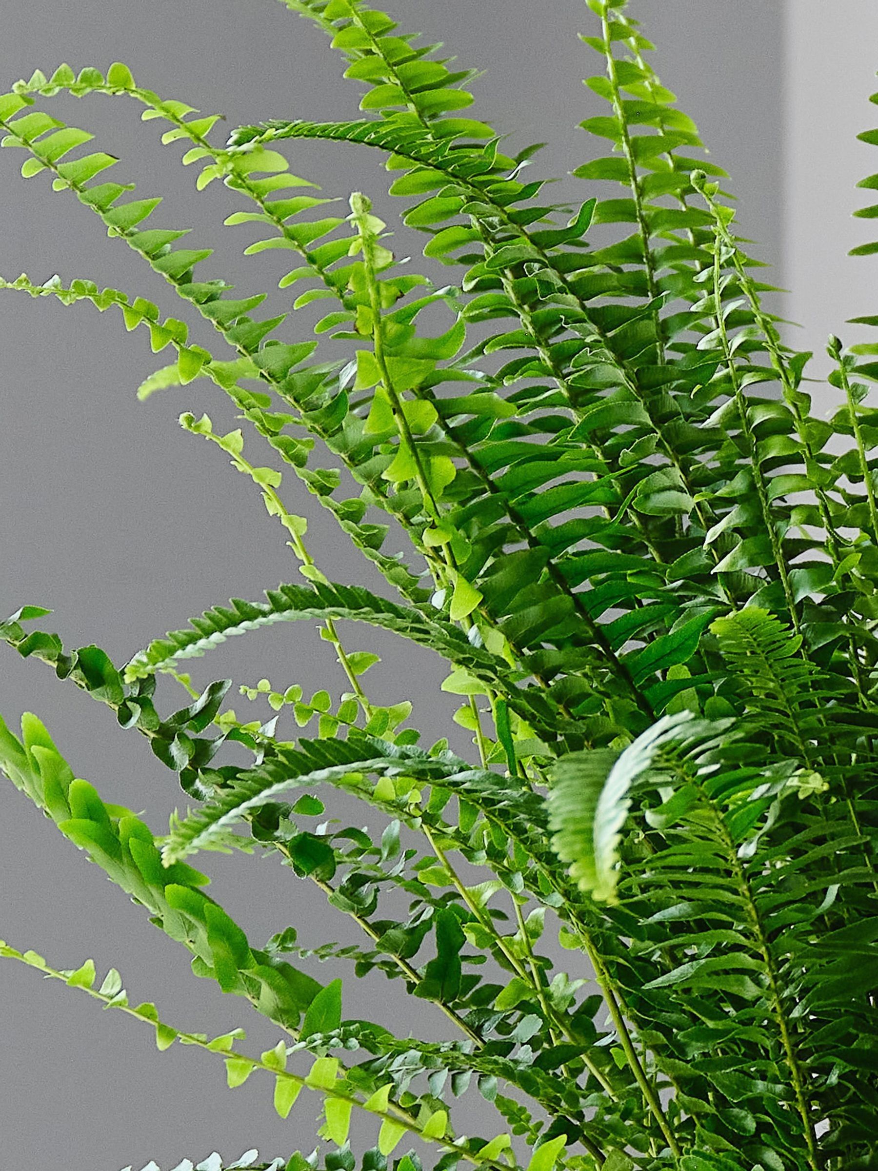 Beards & Daisies Pistachio Boston Fern & Real Boston Fern Plant in Earthenware Pot
