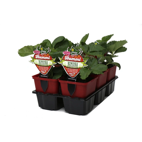 Erdbeere, Fragaria ananassa »Rimona «, Blütenfarbe: weiß