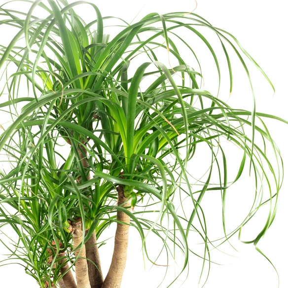 Zimmerpflanze, Elefantenfuß 1-Stamm verzweigt - Beaucarnea - Höhe ca. 70 cm, Topf-Ø 24 cm