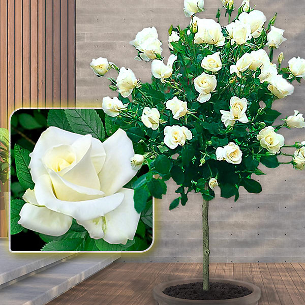 Lot de 4 rosiers sur tige- 120 cm de hauteur - Pour pots et pleine terre - Idéal pour Balcon, terrasse, Petit Jardin