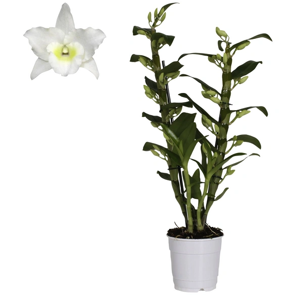 Traubenorchidee, Dendrobium Nobile, Blüte: weiß, im Topf