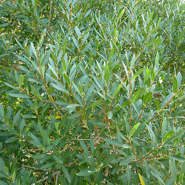 2 x Filaria angustifolia - Phillyrea angustifolia- 40-50 cm pot
