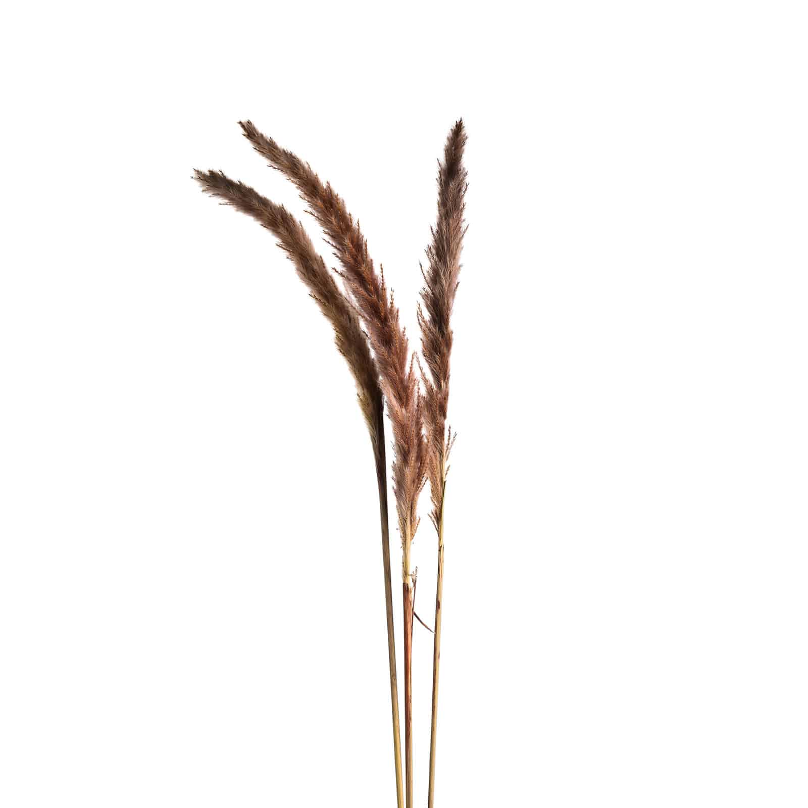 Trockenblumenbund Pampasgras Rosa,L 900 mm