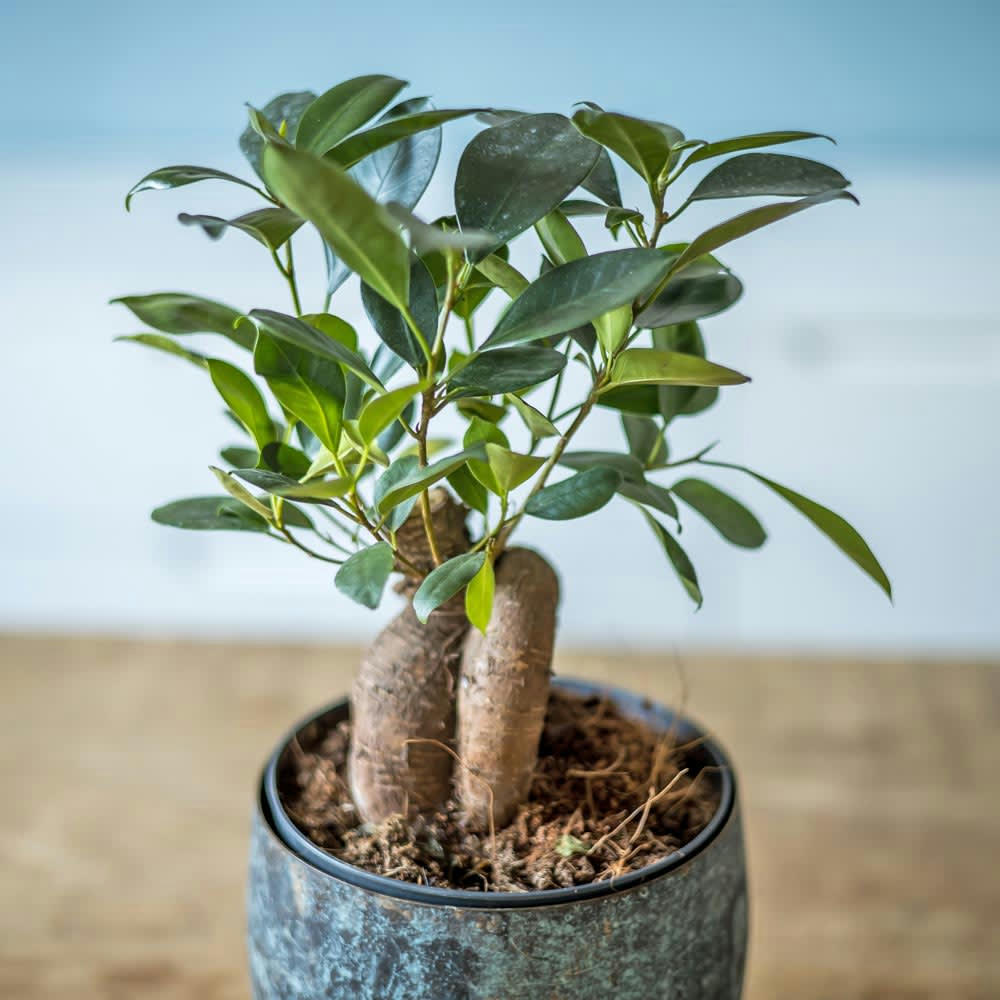FICUS - Plante d'intérieur ficus microcarpia ginseng