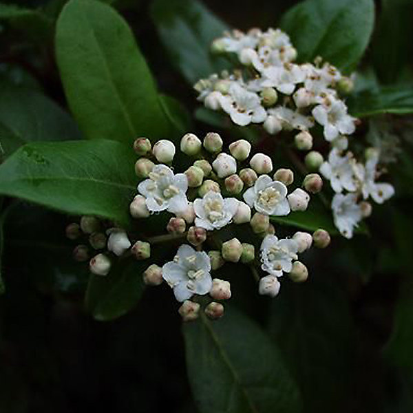 2 x Viorne tin, Laurier tin 'Gwenllian' - Viburnum tinus 'Gwenllian'- 25-30 cm pot