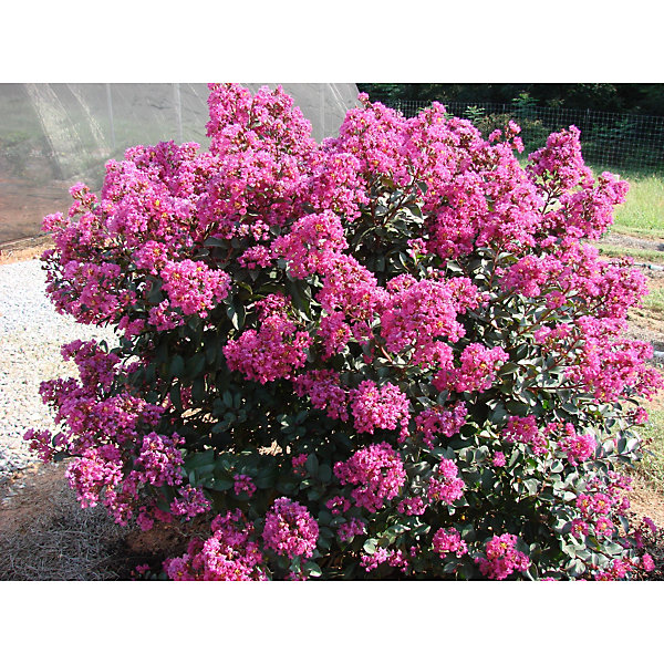 Arbres et plantes - LAGESTROEMIA ind. 'plum magic' - Pot 3 L - 150cm - Violet - Extérieur