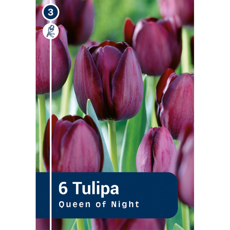 Bulbes de tulipes Queen of Night 10 pièces