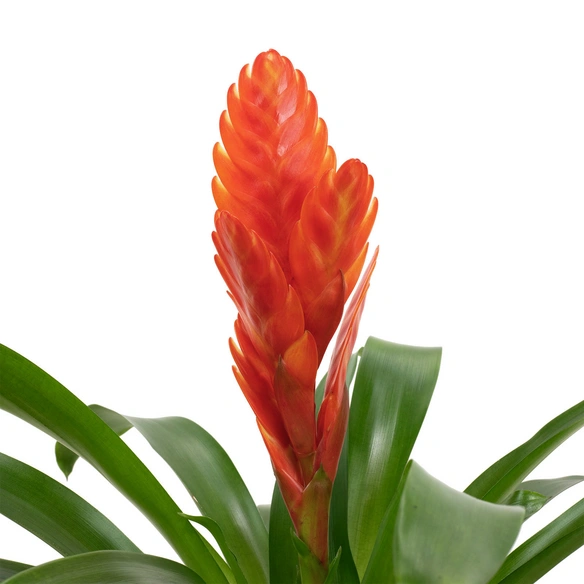 Vriesea Vriesee hybrid, orange