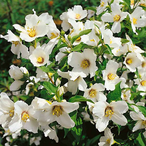 2 x Seringat 'Belle Etoile' - Philadelphus 'Belle Etoile'- 50-60 cm pot