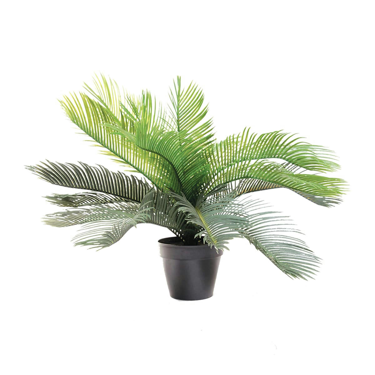 - Fougère arborescente H46cm