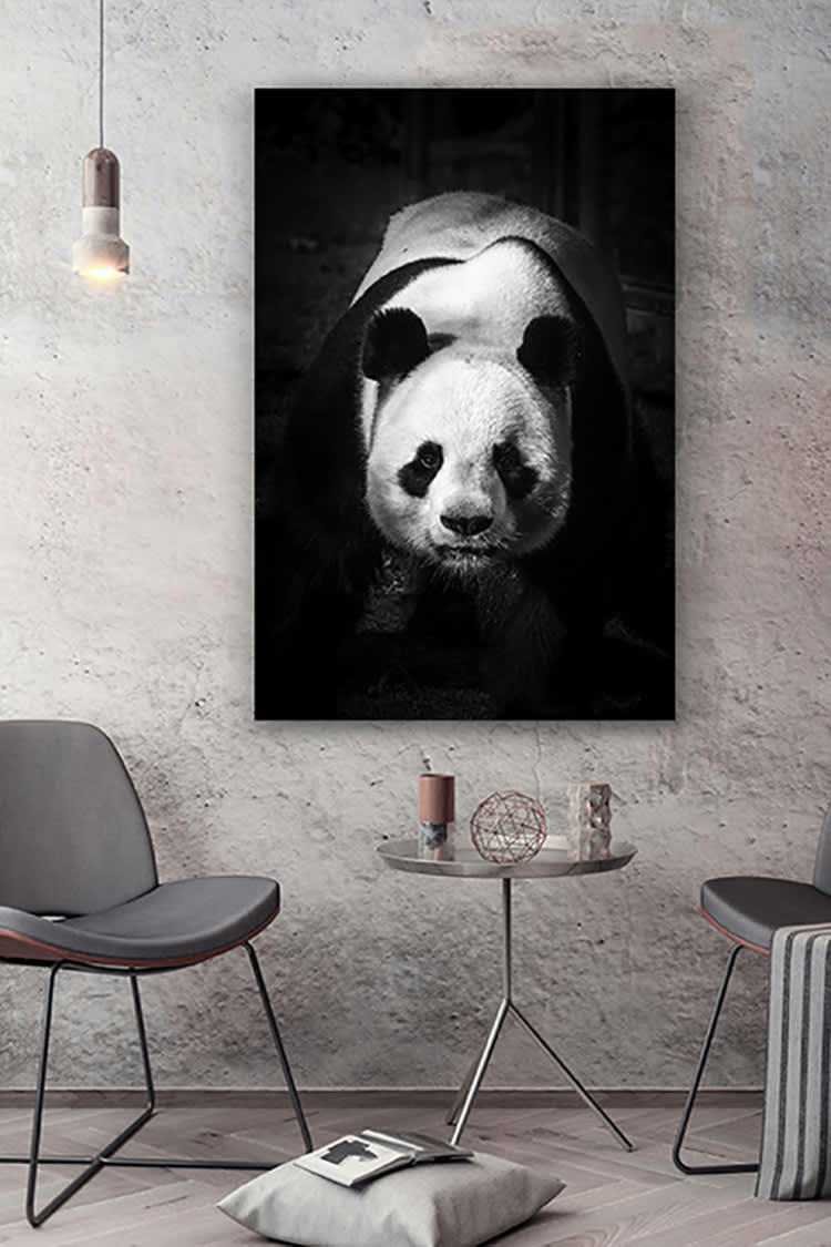 PANDA DOMINANT - Photographie d'art de Guillaume Mordacq 40x60 cm sur alu