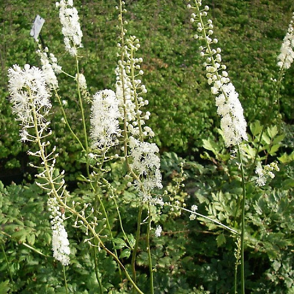6 x Bugbane à feuilles en cœur - Actaea racemosa- godet 9cm x 9cm