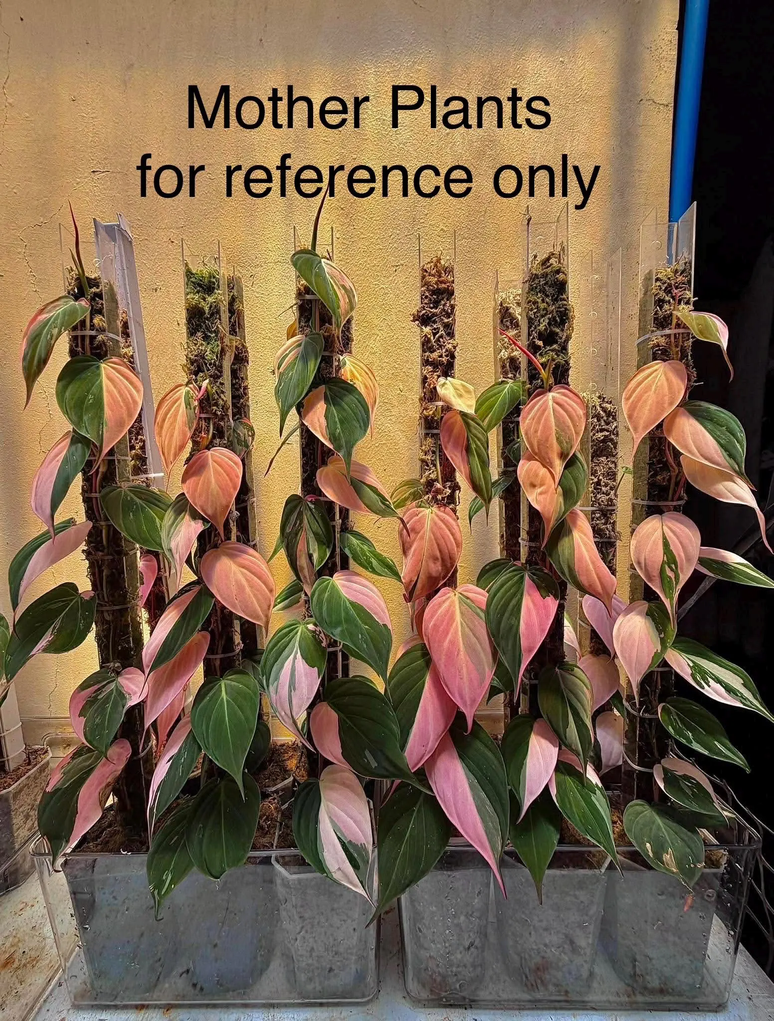 Philodendron ‘True Pink Micans’ trailing | Rare Variegated Houseplant | Collector Plant - US seller