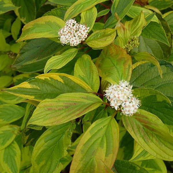 2 x Cornouiller blanc 'Gouchaultii' - Cornus alba 'Gouchaultii'- 60-80 cm pot