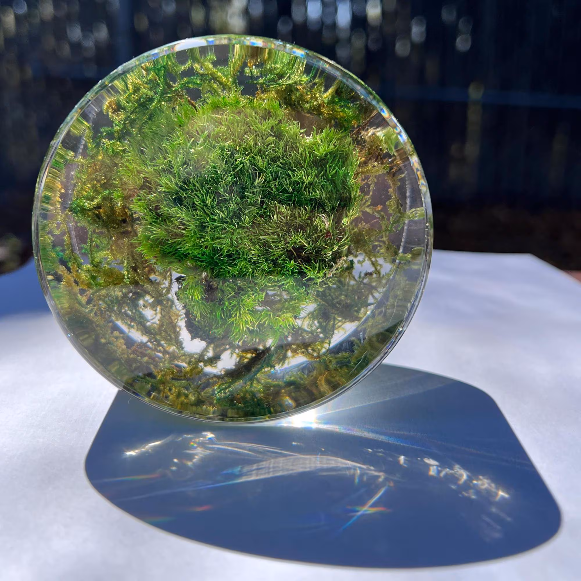 Preserved Moss Paperweight | Clear Resin Desk Decor | Biophilic Art Gift | Unique Office Home Accent | Handcrafted Nature Decor by Serenzy