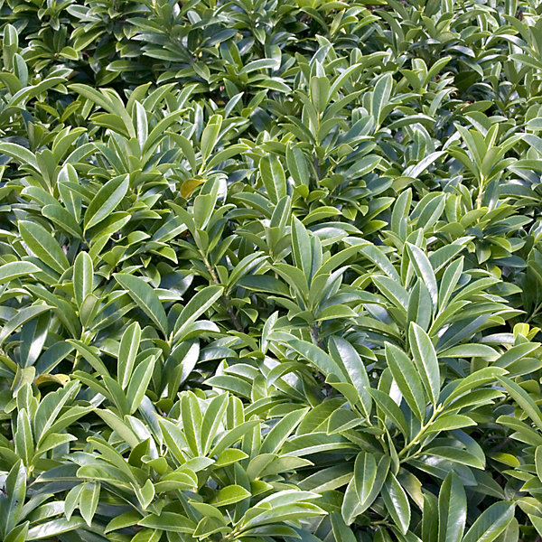 2 x Laurier-Cerise - Prunus laurocerasus 'Mount Vernon'- 20-25 cm pot